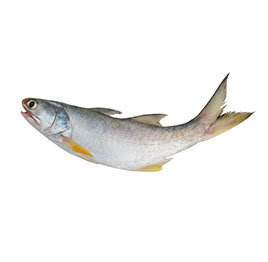 Surmai King Fish - 500 gm to 1 kg